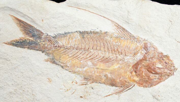 Beautiful Orange Nematonotus Fossil Fish - #9472